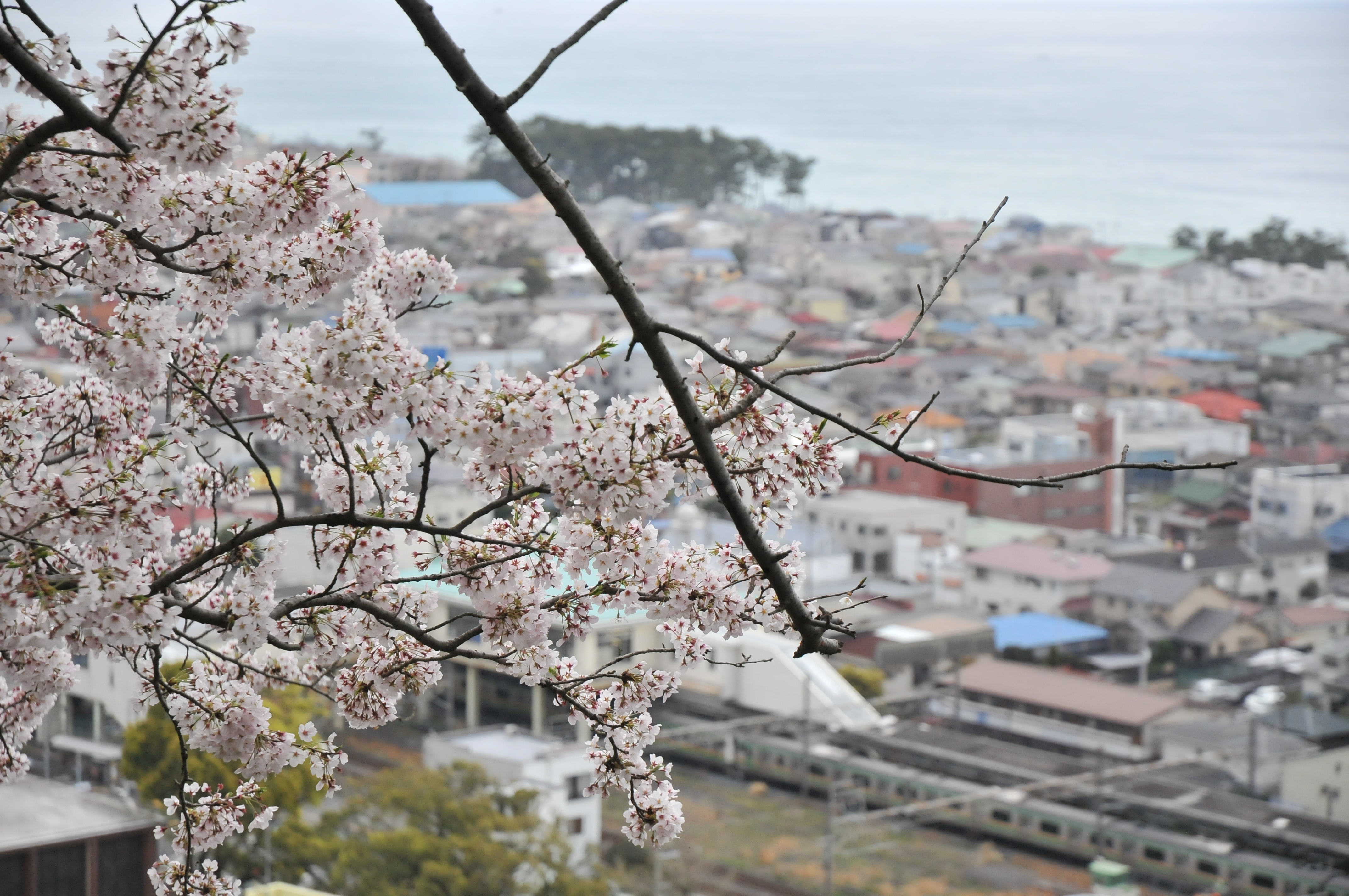 2018年3月25日の吾妻山公園の風景動画（桜は五分咲き）