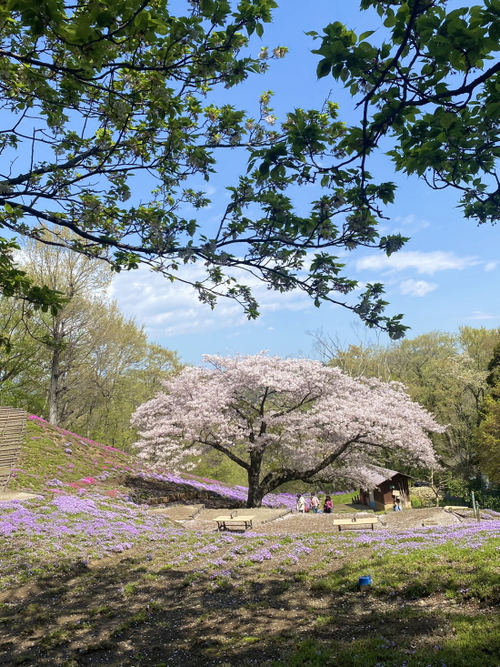 二宮町の桜が綺麗な場所6選！